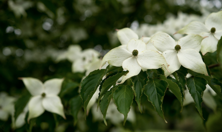 drieň v záhrade cornus-kousa-japonsko-umenie-biely-kvet-nápad