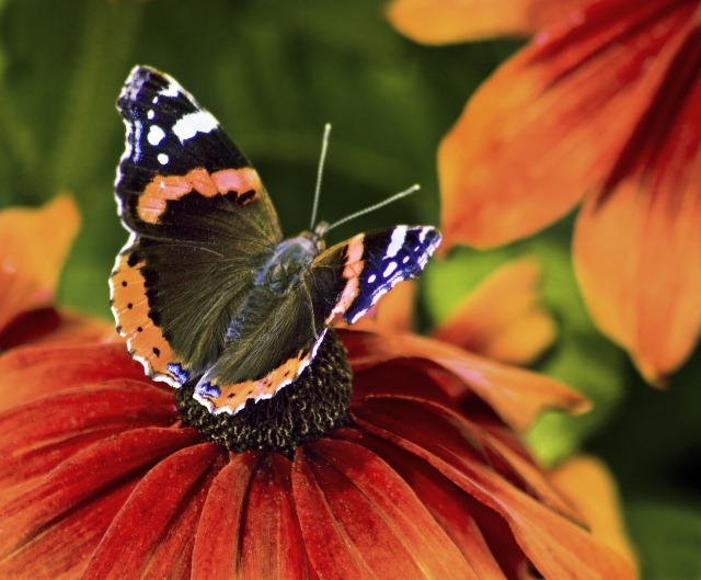 domov obľúbený záhradník motýľ kvety miazga ovplyvňuje mesačný stojan