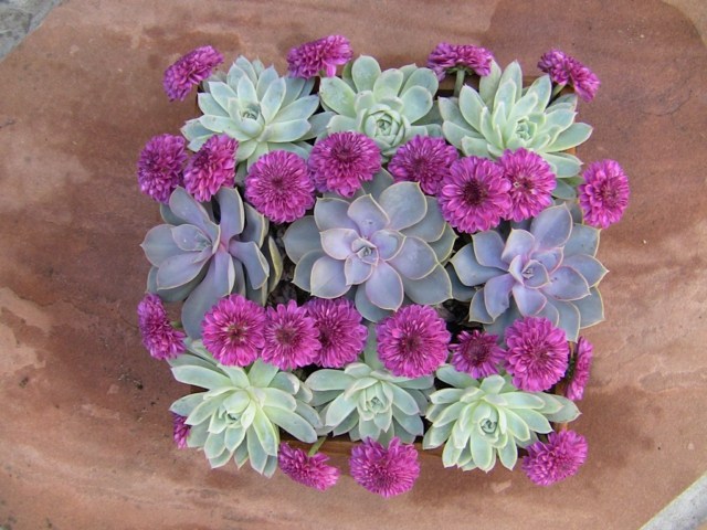 Dizajn vyrobený zo sukulentov v príjemných pastelových farbách dekorácie na stôl sukulenty zelená fialová svadobné nápady