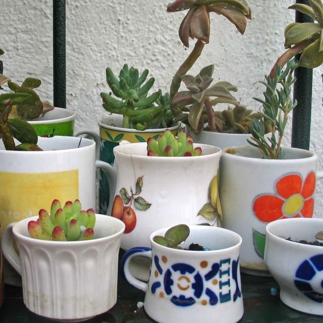 Záhradné poháre namiesto kvetináčov, ktoré šetria vodu a rastliny