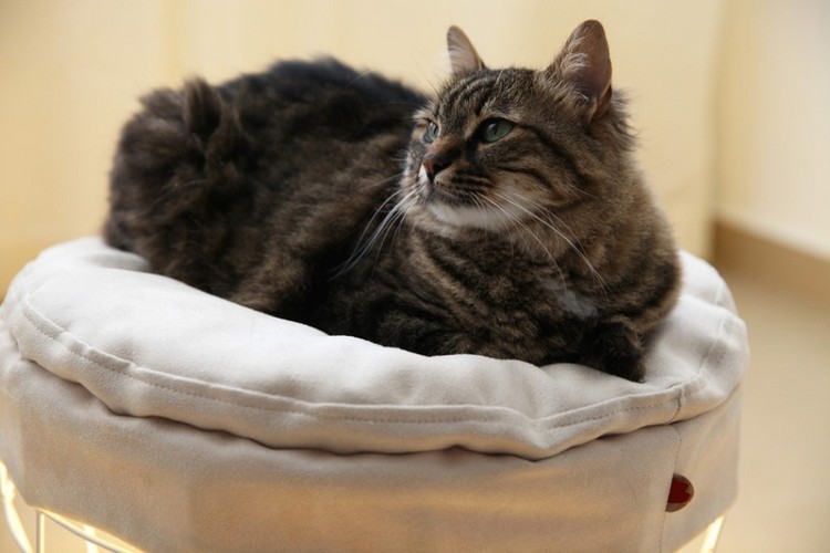 dizajnér-nábytok-majitelia-mačiek-lampa-podložka-mäkké čalúnenie