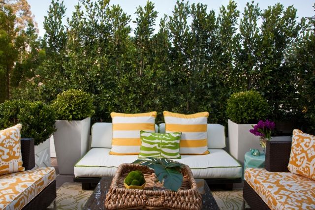 živé ploty ako ochrana súkromia živé ploty vavrínový kostol boxwood ball