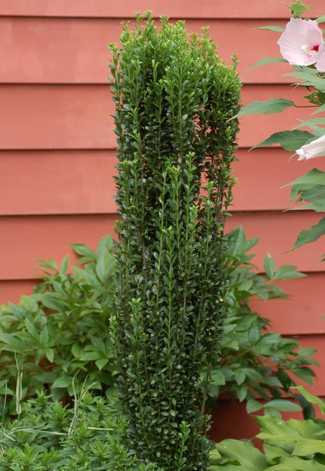 živé ploty saulen-berg-illex živé ploty na ochranu súkromia