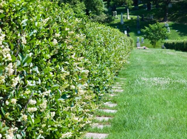 obrazovka živých plotov rýchlo rastúca japonská privet
