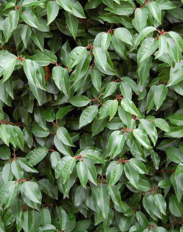 Živé ploty rastlín na ochranu portugalského vavrínu