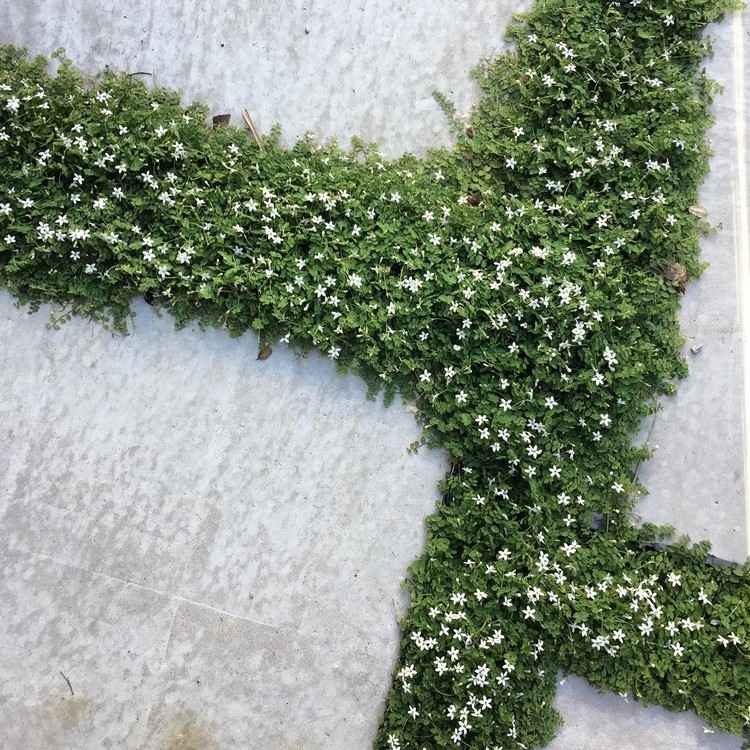 Pôda pokrytá medzi nášľapnými doskami, modré bobule, malé kvety