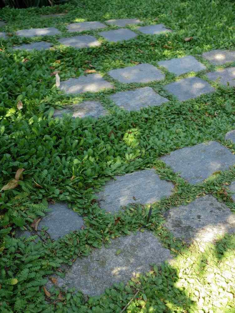 Skutočné perie pokryje pôdu zaujímavými listami stupňovitých dosiek