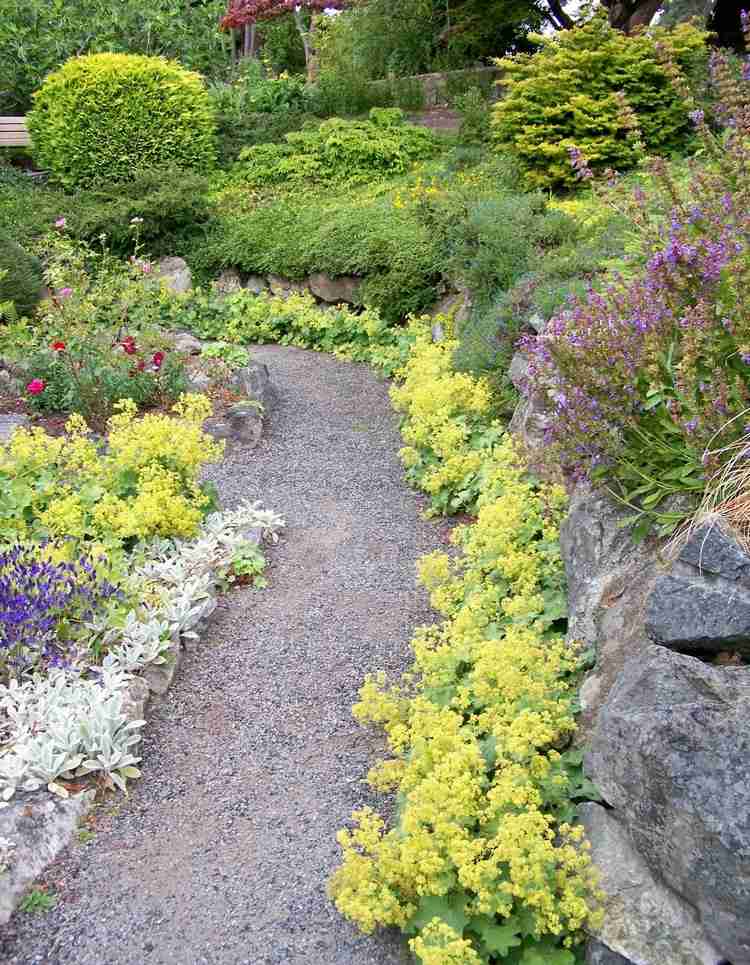 Prízemné rastliny záhradný chodník okraj Alpy Dámsky plášť