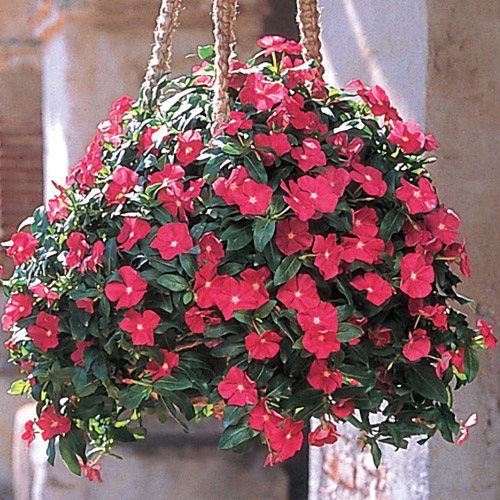 zaujímavé nápady na zavesenie košov do záhradného lana