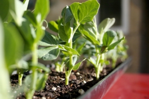 Kontrolný zoznam jarného záhradníctva záhradnícky hrniec Kontrolný zoznam jarného záhradníctva pre záhradníkov