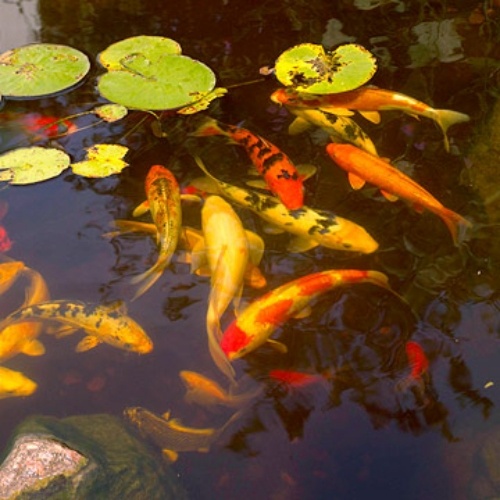 hlavné prvky japonská záhrada na vlastné použitie koi rybník