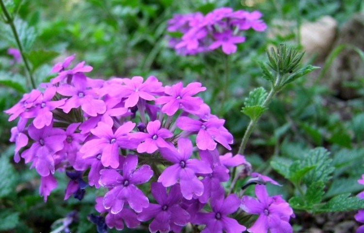 glandularia-kvetinový-zemný kryt-nežný-kvet-akcent