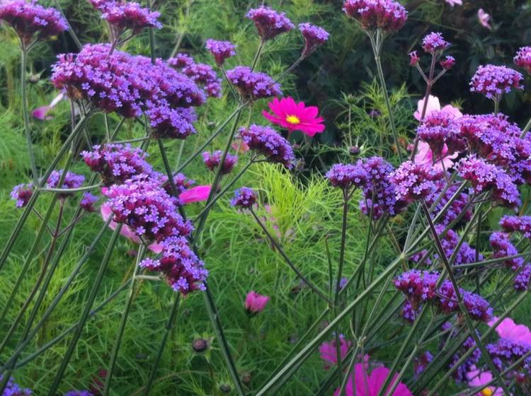 glandularia-kvet-zemný kryt-terénne úpravy-farebné-škvrny-vonkajšie