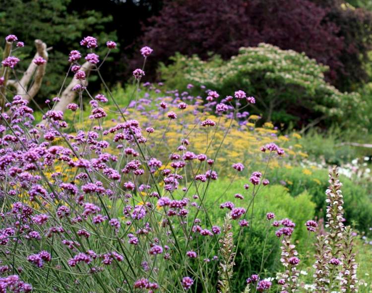 glandularia-kvetinový-zemný kryt-okrasný-ker-ošetrujúci-tipy