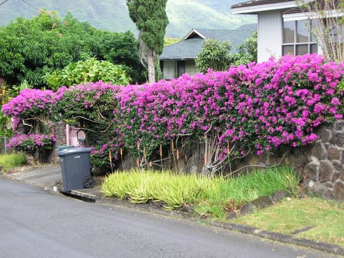 živý plot v záhrade dekorácia stena kvety ružové