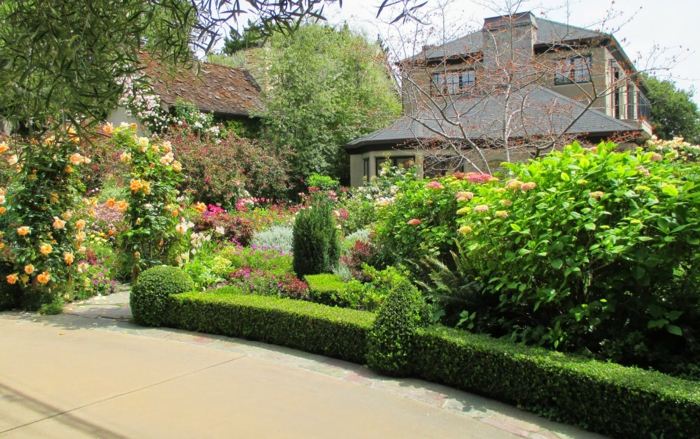 živý plot v záhrade nízke zelené kríky kvitnúci dom