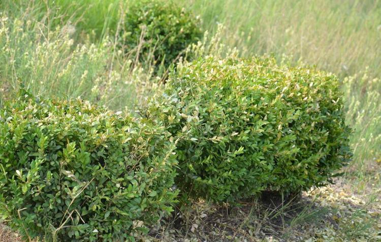 Zimostráz má rád polotieňové žlté listy spôsobené slnkom