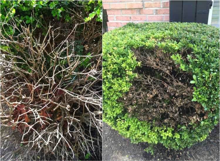 Zimostráz bez listov nemôže tolerovať chlad