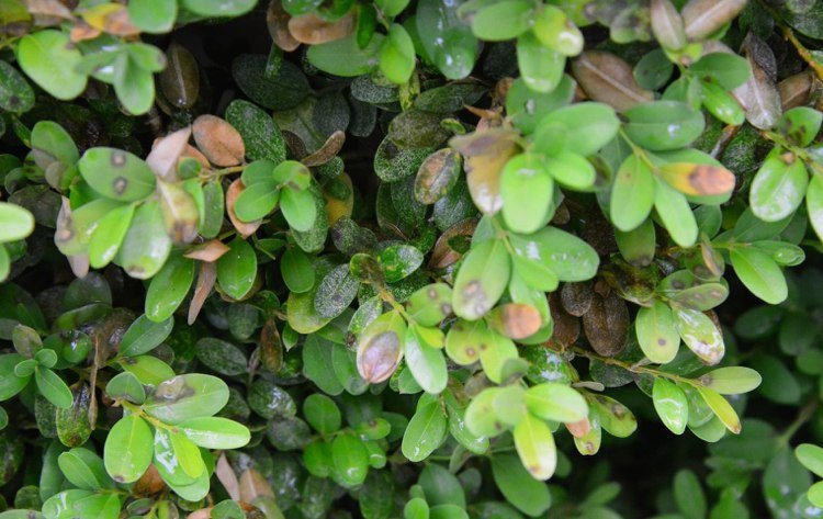 Smrť výhonku cylindroladia Cylindrocladium buxicola