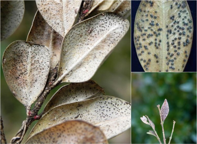 Boxwoodova choroba Macrophoma candollei huba čierne škvrny