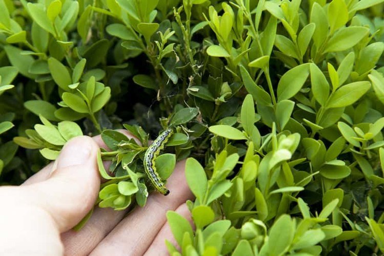 Živočíšne patogény v húseniciach zimostrázu