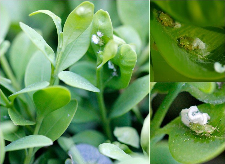 Krušpán škodcovia biele vločky Psylla buxi Blcha listnatá