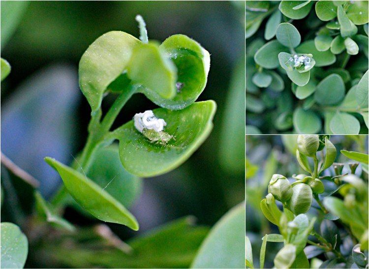 Škůdcovia zimostrázu ovládajú blchu Psylla buxi Zimostráz