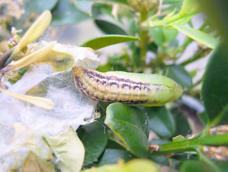 hruškovité choroby húsenice zimostráz zimolez Cydalima perspectalis
