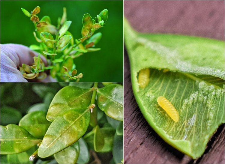 Škůdce zimostrázu Monarthropalus buxi Krušpán