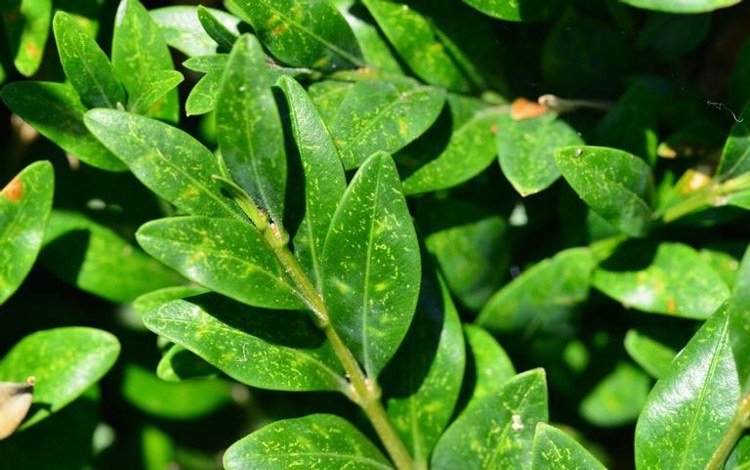 Boxwood škodcovia Eurytetranychus buxi spider mite