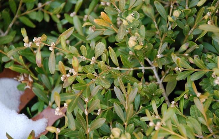 Škůdca zimostrázu Roztoč pavučinatý Eurytetranychus buxi