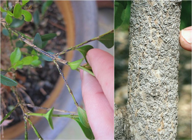 Boxwood škodcovia čiarka Lepidosaphes ulmi