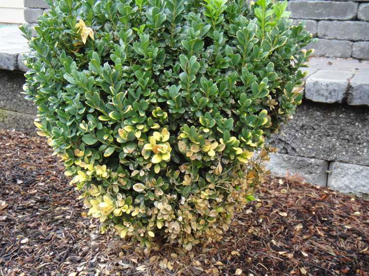 Krušpánové žlté listy sú znakom nedostatku živín