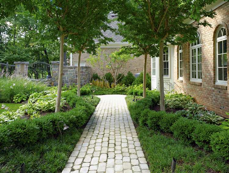 Zimostrázový strom vysádzaný stromom penumbra