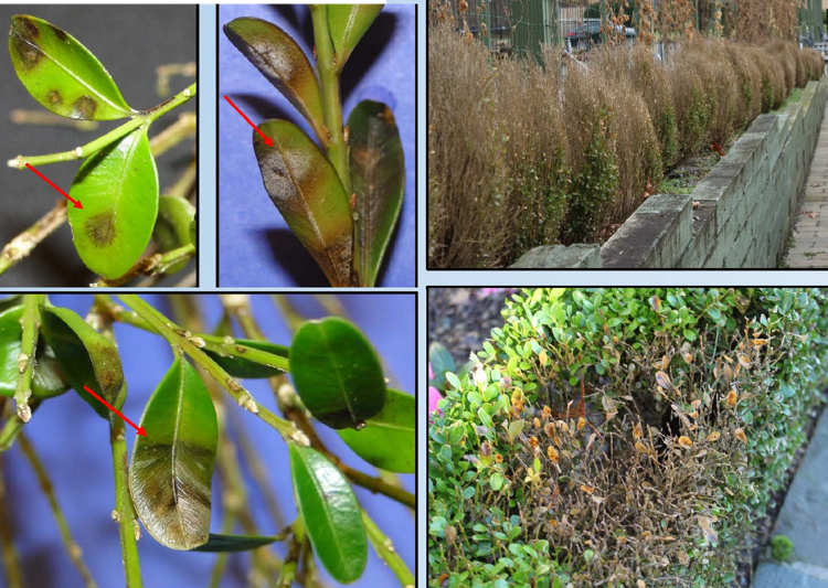 Stručný pohľad na choroby drevín a škodcov