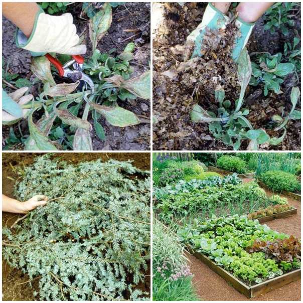 Hibernate rastliny rezané záhony rezané vždyzelené rastliny vytvárajú záhony