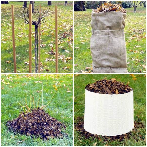 Rastliny prihnojujú jesenný záhradný mráz Mulčovanie na prípravu jesenného záhradného mrazu