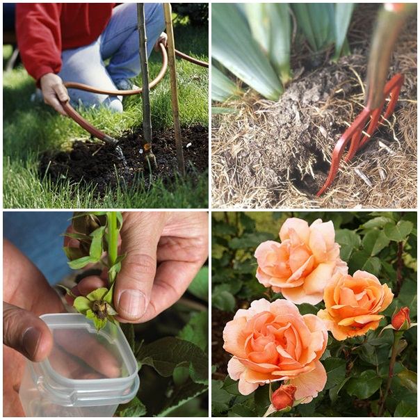 Rastlinujte ruže v zime Záhradné jesenné zimné záhradnícke techniky