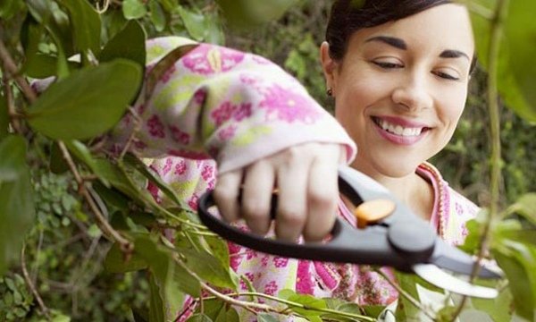 Pripravte si rastliny na prezimovanie jesene Ruže prezimujú jeseň, pripravte sa na záhradu