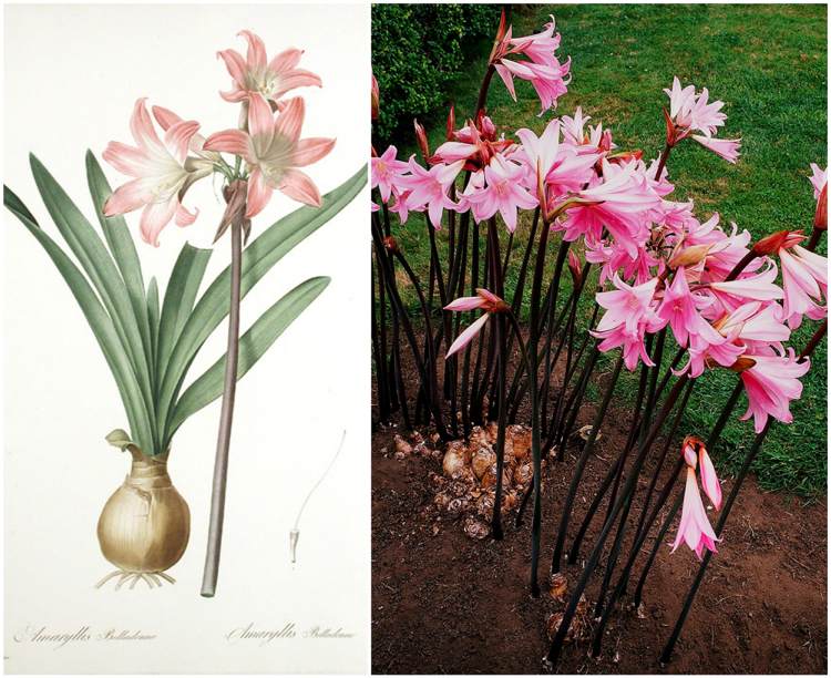Skutočná Amaryllis Belladona ľalia rozdiel rytierska hviezda