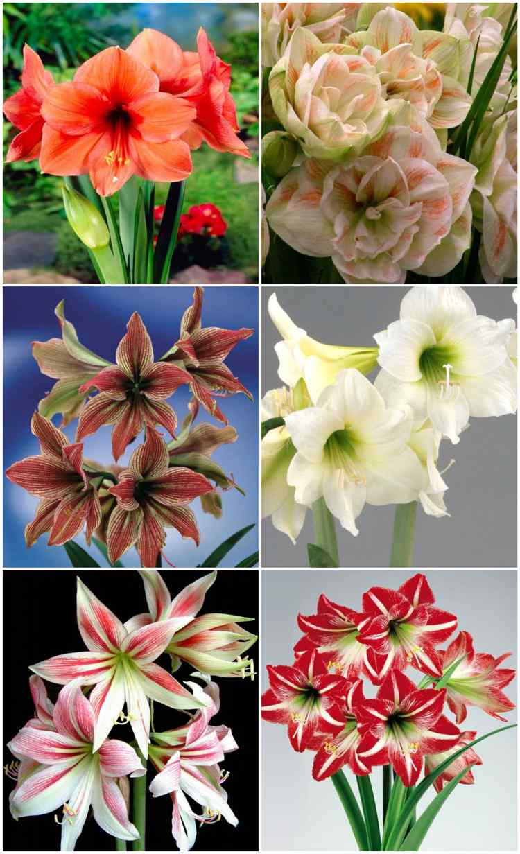Rodina kultivarov Amaryllis Amaryllidaceae