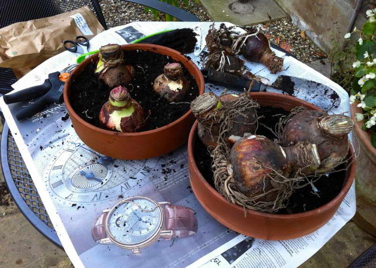 Cibule Amaryllis kladú čerstvý substrát