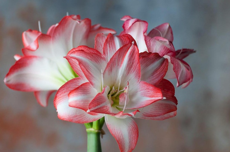 Doba kvitnutia hviezdy rytiera Amaryllis