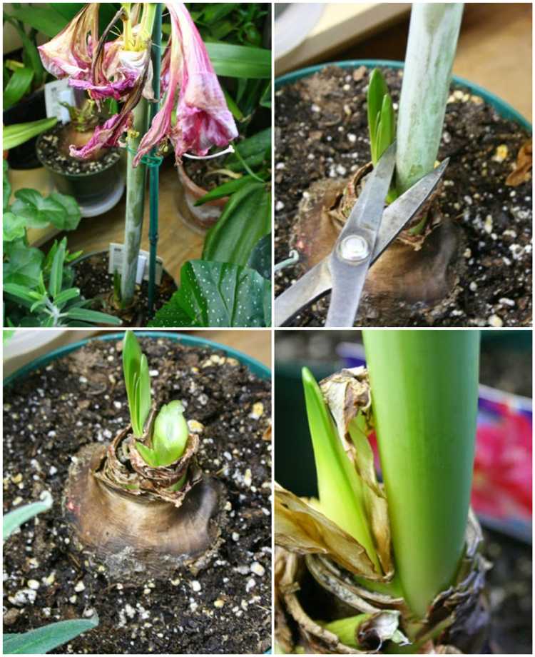 Starostlivosť o Amaryllis po odkvitnutí Odrežte listy