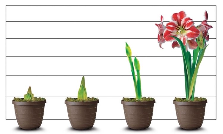 Repot amaryllis v kvetináči