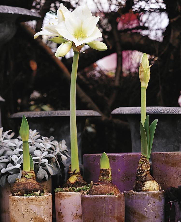 Starostlivosť o biele žiarovky Amaryllis po celý rok