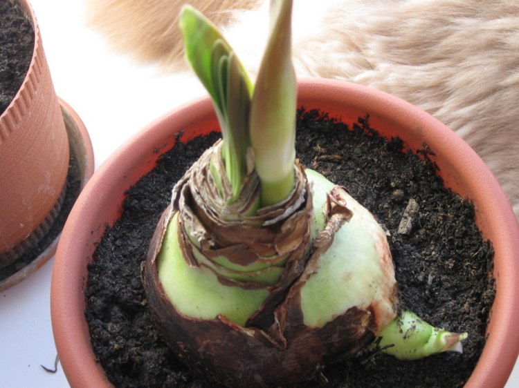 Dcérska žiarovka mnohonásobného kvetu Amaryllis