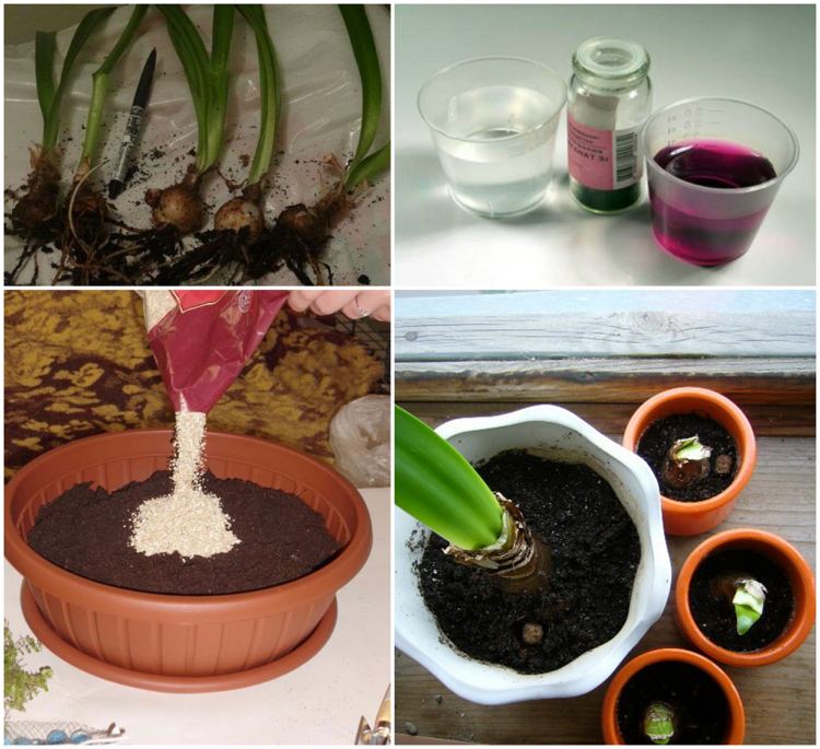 Amaryllis propaguje dcérsku cibuľu Pokyny