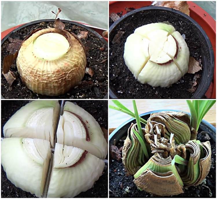 Amaryllis Propagujte pokyny na zdieľanie cibule