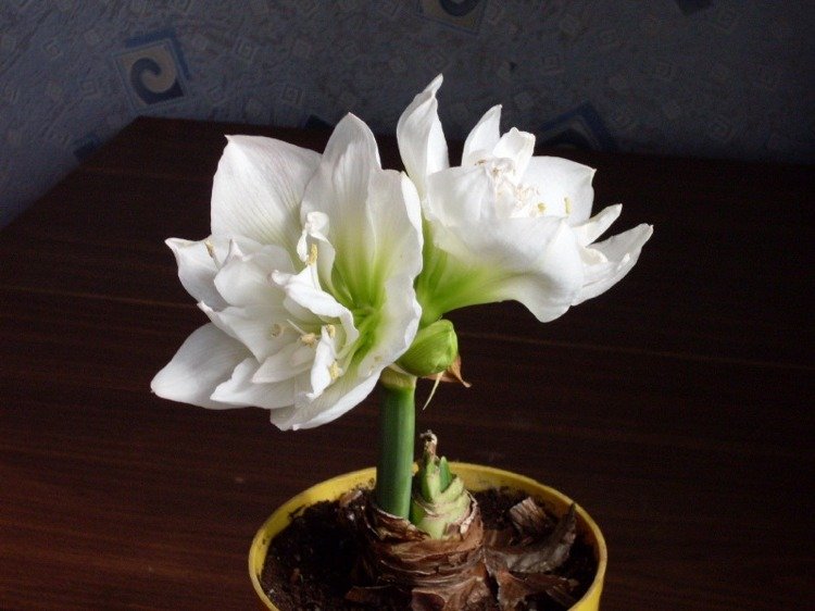 Rastlina bieleho hrnca Amaryllis